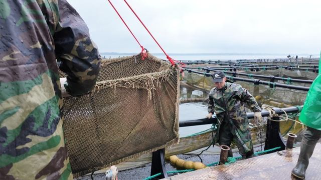 Наши огромные Белуги