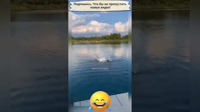 Приколы с собаками