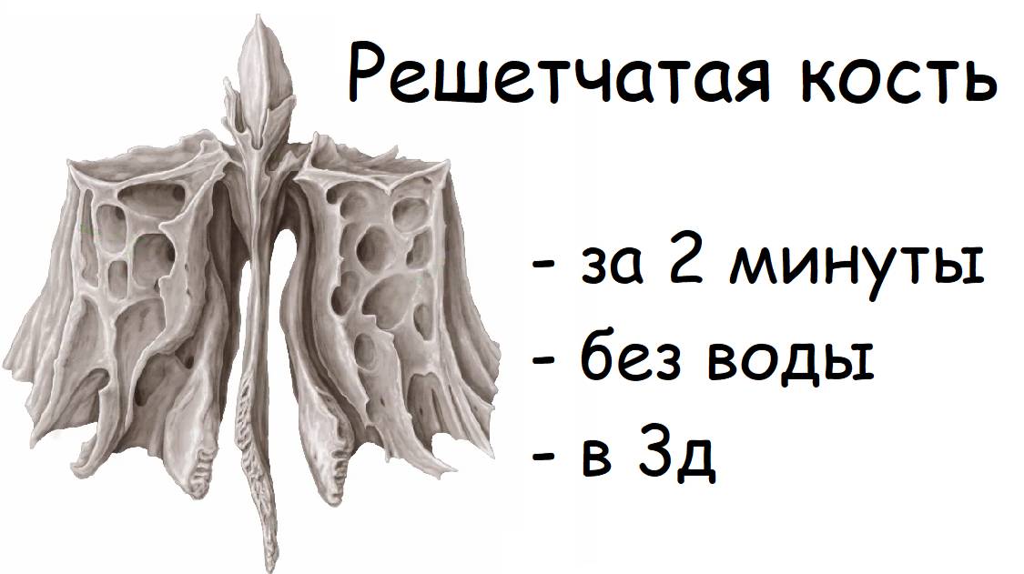 ТАК РЕШЕТЧАТУЮ КОСТЬ ЕЩЕ НИКТО НЕ ОБЪЯСНЯЛ