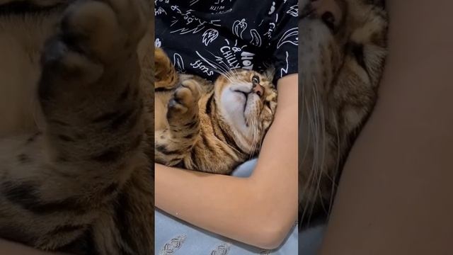 Залюбоеный кот🤭