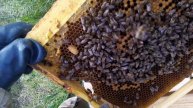 Причина по которой не принимают пчелиную матку