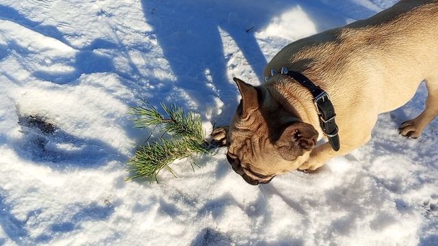 Прогулка с французским бульдогом