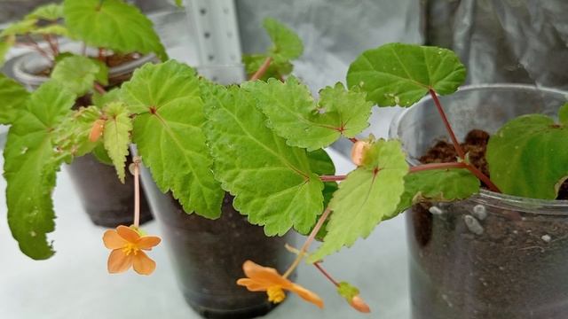 Бегония Сазерленда (Begonia Sutherlandii)