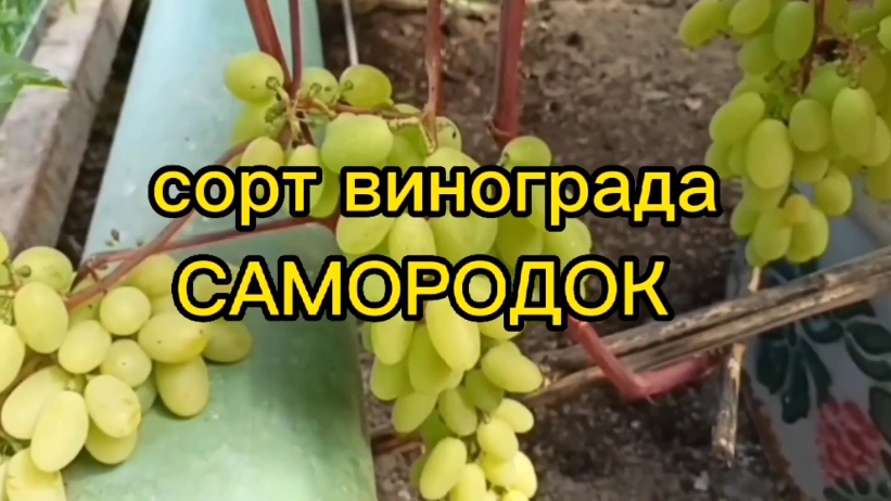 сорт винограда "САМОРОДОК"