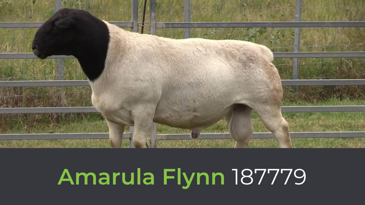 Дорпер Amarula Flynn 187779