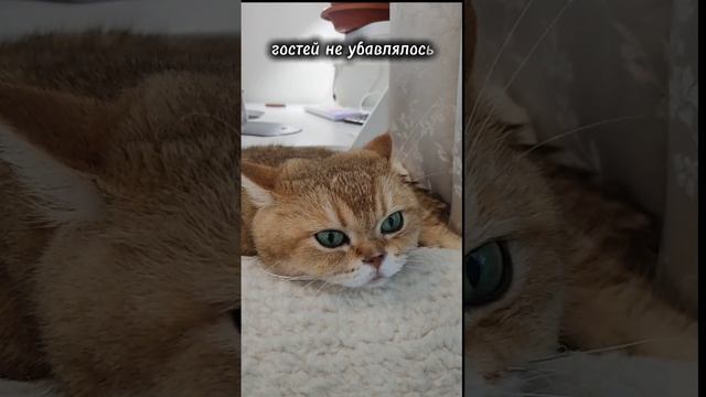 Когда единственный, кто трезвый - это кот😹