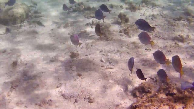 Jibacoa Reef Snorkeling from Memories Jibacoa Resort Cuba 2023