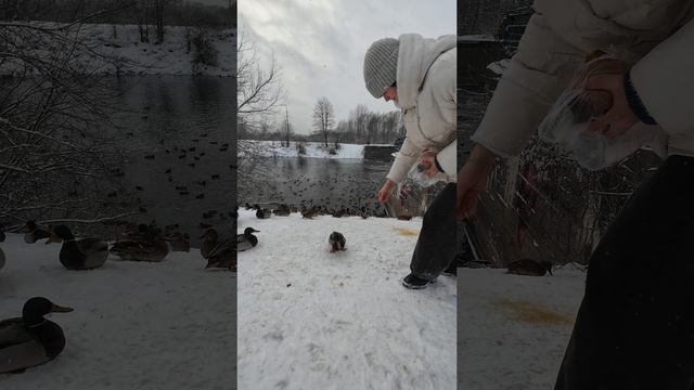 Сосновая роща | Йошкар-Ола