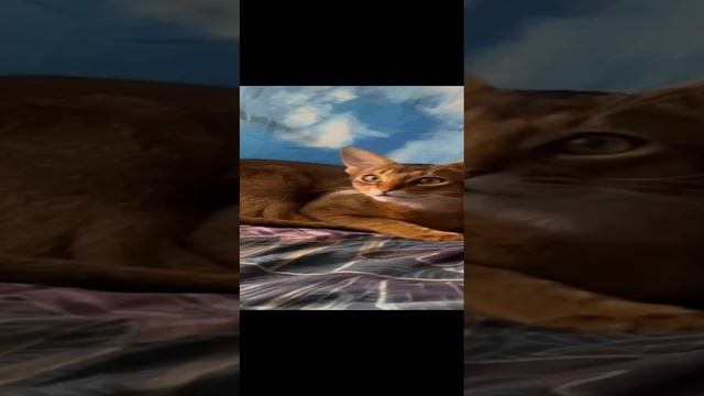 1000020431.mp4