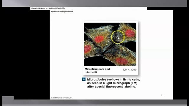 Cell Biology