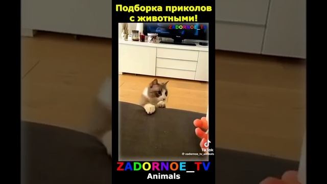 Приколы С ЖИВОТНЫМИ, ПОДПИШИСЬ ПОЖАЛУЙСТА 😙😙😚 #shorts #КОТЫ #СОБАКИ #МЕМ #ПРИКОЛ