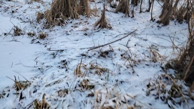 Бобры погрызли кусты и молодые деревья