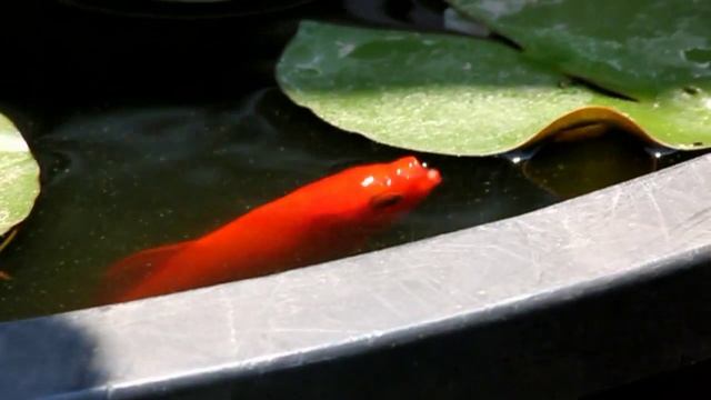 libellule farfalle api fiori - piante acquatiche - ninfee - l'angolo del fiore - MONTESARDO.mp4