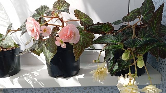 Бегония Свит Спайс Инглиш Роуз (Sweet Spice English Rose)