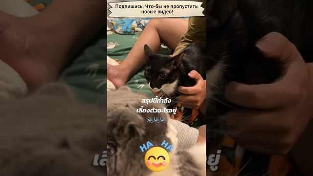 Злой кот