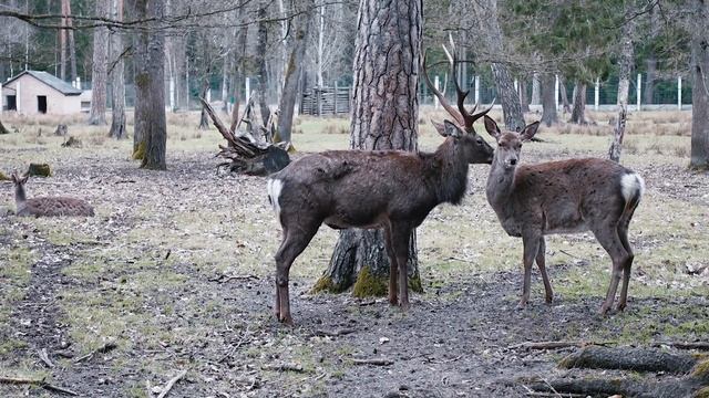 Беловежская пуща. Велопоход #беловежскаяпуща #поход #тур