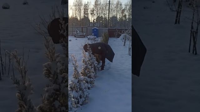 Чистка туй