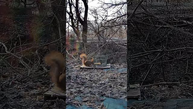 БЕЛОЧКА