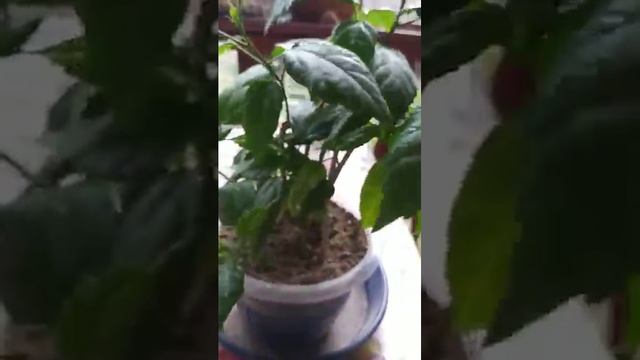 ПРОСИЛИ ПОКАЗАТЬ КАК ПОСАДИЛА ГИБИСКУС, КОТОРЫЙ ДАЛ КОРНИ В МОХЕ СФАГНУМЕ