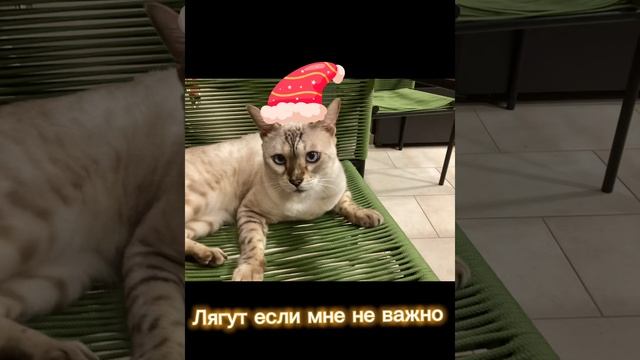 Кошечки хорошие