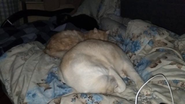 УКРАИНСКИЕ БУДНИ/ ПИРОГИ / ЭЛЕКТРО ОДЕЯЛО ДЛЯ  КОТА /КОТ САША  НАСТАИВАЕТ НА СЪЁМКИ СПОРЮ С КОТОМ
