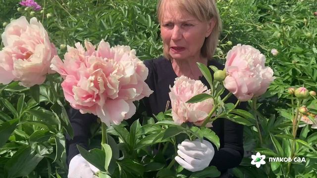 Pastelorama peony. Пастелорама пион. Пулков сад (2024 г)