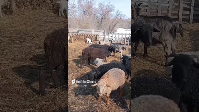 Баранам и Овцам только терпения