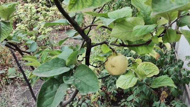 Не только виноградом едины. Часть 3