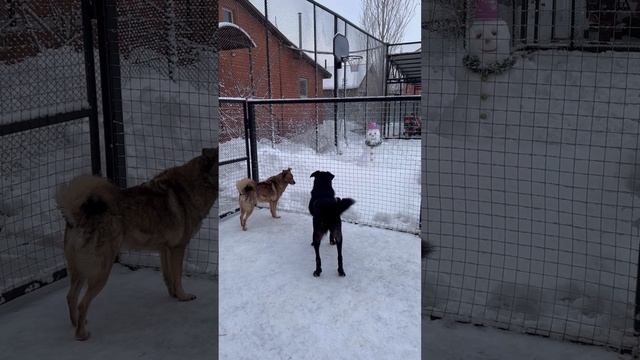 Снеговик ☃️