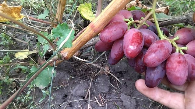 Гф Квазар селекции Калугина В. М с очень плотной хрустящей мякотью.