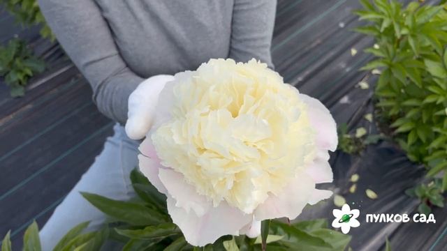 Touch of Class peony. Так Оф Класс пион. Пулков сад