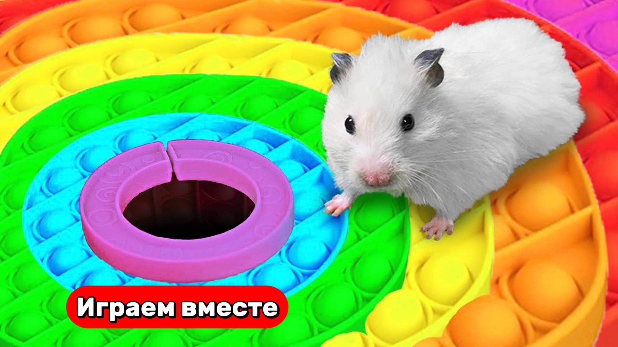 НОВЫЙ ПОП ИТ лабиринт для Хомяка 🐹 Видео для детей