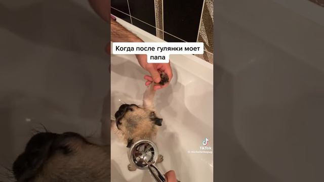 Мем тик ток мопсы