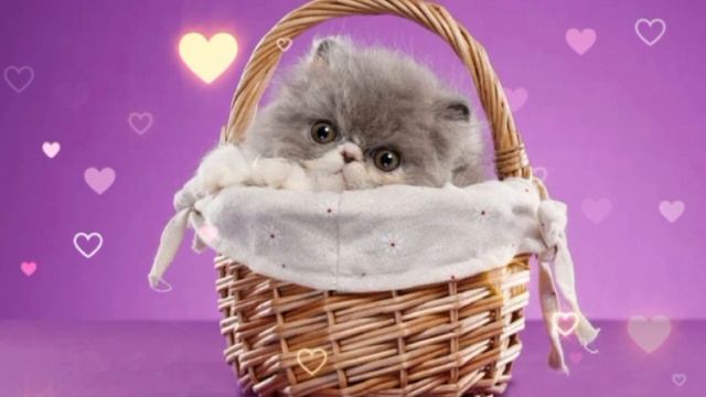 Котики в корзинке🥰❤