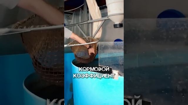 Почему СТОИТ ВЫРАЩИВАТЬ африканского СОМА? РЫБОВОДНЫЙ БИЗНЕС