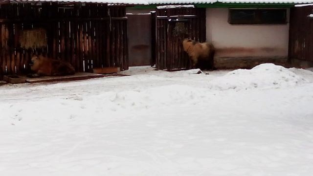 Московский зоопарк. Сычуаньский такин.