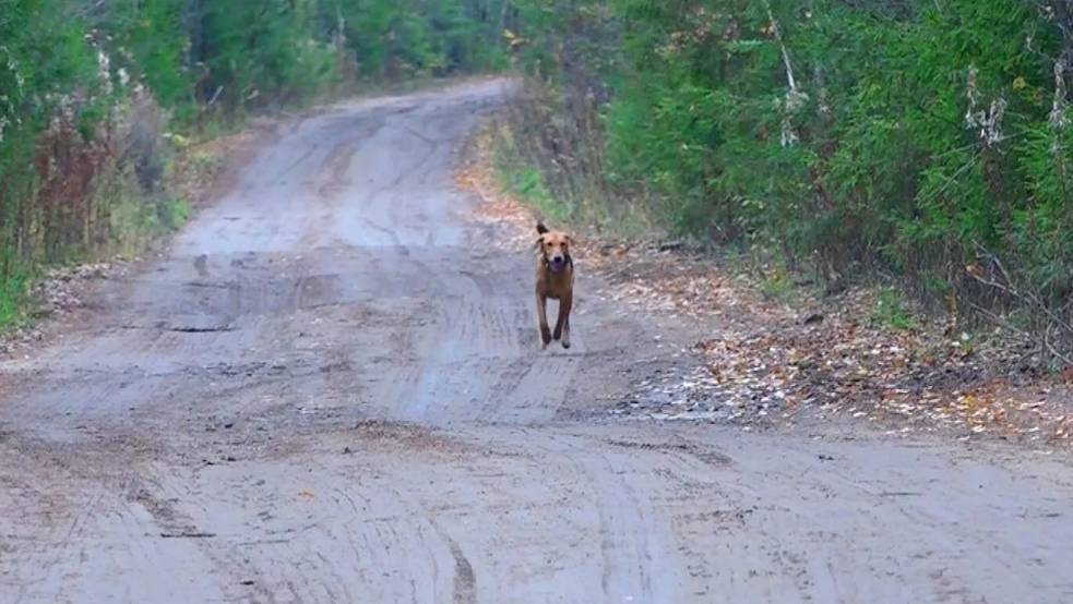 МУЗЫКА ГОНА.Русская гончая Лайма ВПКОС 6936/24 вл. Шатров В.А.#охотасгончей#собака  #топ #hunting