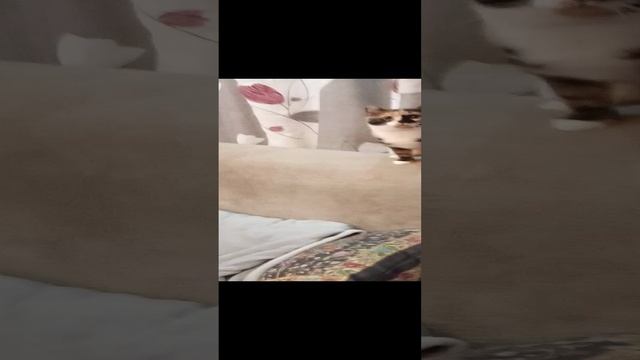 Мася Мася Мася Мася Мася Мася 😻😻😻😻😻😻😻😻😻😻😻😻😻😻😻😻😻😻