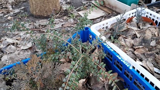 для сравнения мирты и смолосемянники в контейнерах