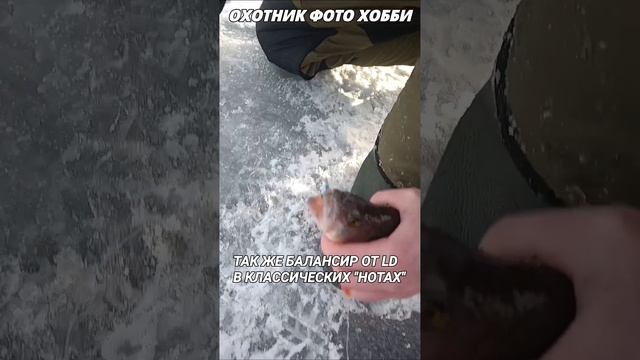 Крупные окуни на свалах на балансир