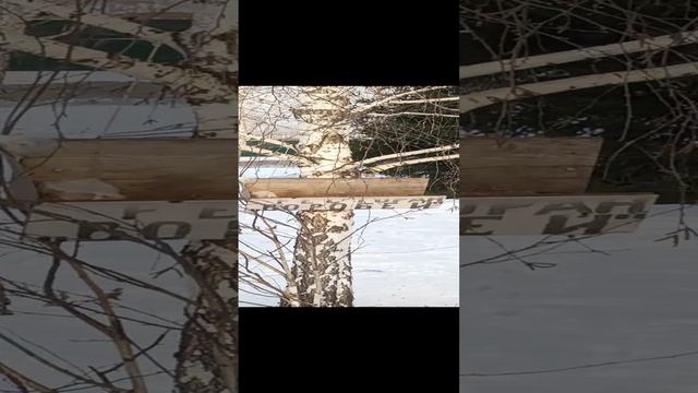 г.Кемерово, пр-кт Ленинградский, ресторан "Воробей".mp4