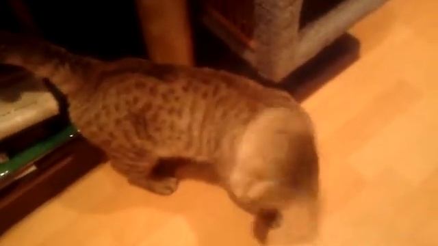 кот прыг-скок