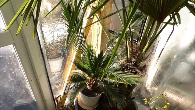 😉🌴👍190. Cz.2- Ogrzewana szklarnia z okien. Co nowego ?
