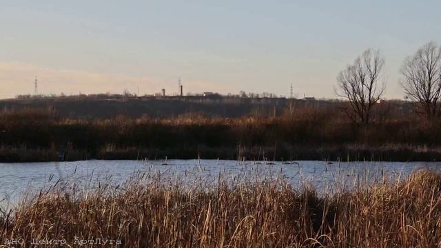 Артёмовские луга. Лебеди улетают на юг