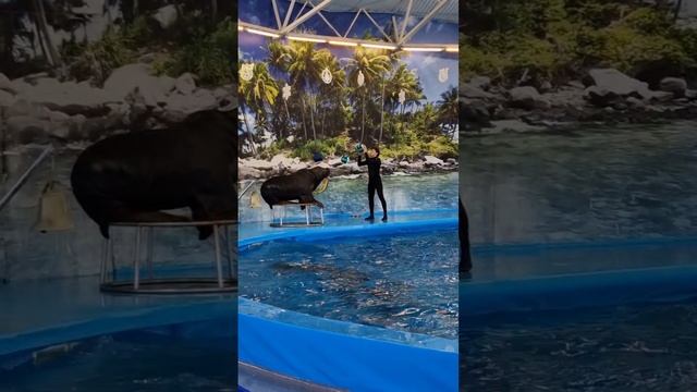 Очень грациозно