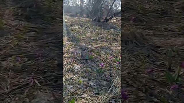 Подснежники салаира.