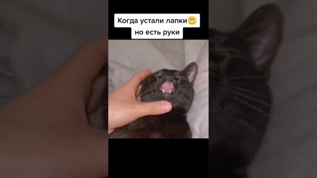 Милый котик