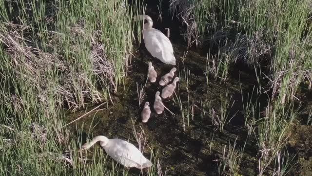 Артёмовские луга. Лебединые луга