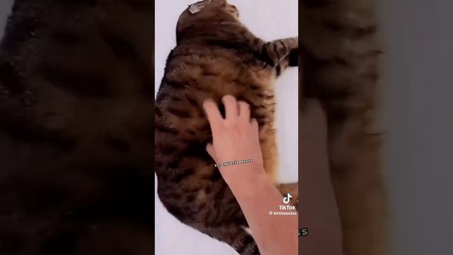 котята😻
