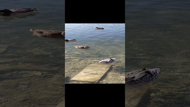 озеро Абрау-Дюрсо
